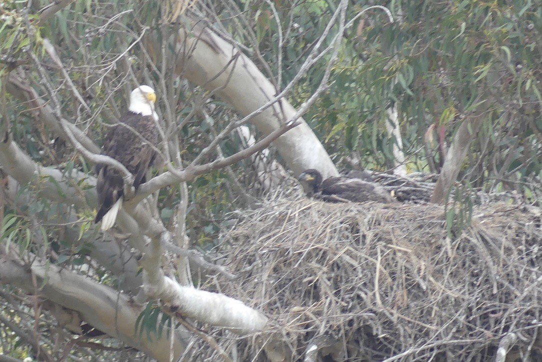 Bald Eagle - ML634772565