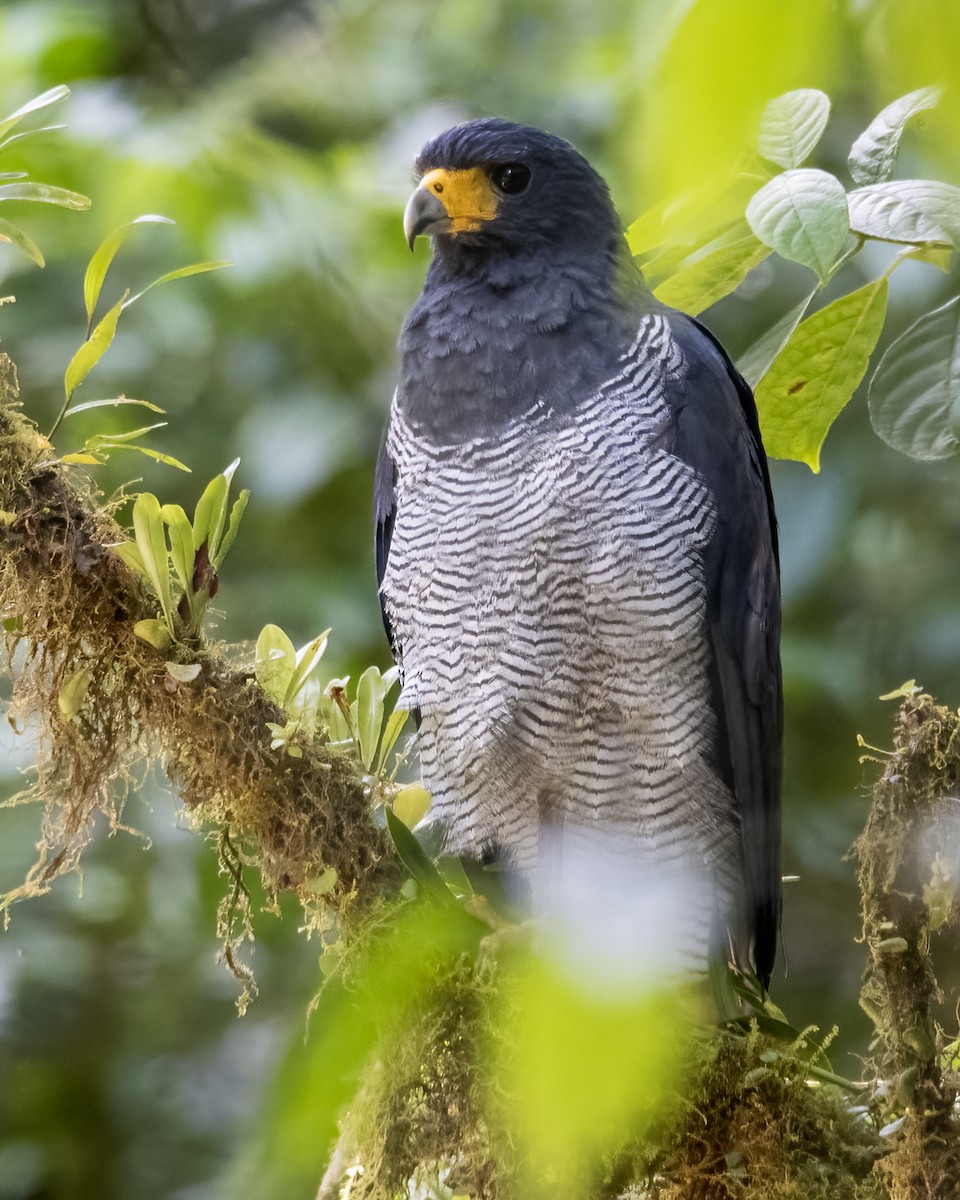 Barred Hawk - ML634772578
