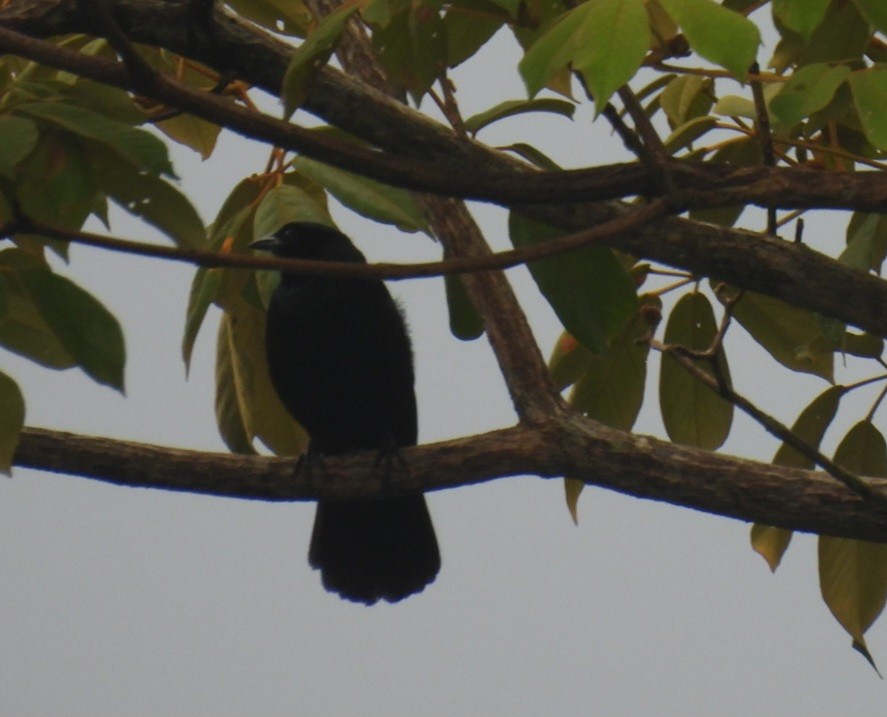 Melodious Blackbird - ML634772863