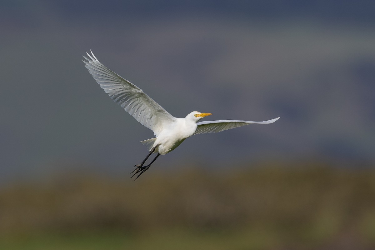 Eastern Cattle-Egret - ML634773083