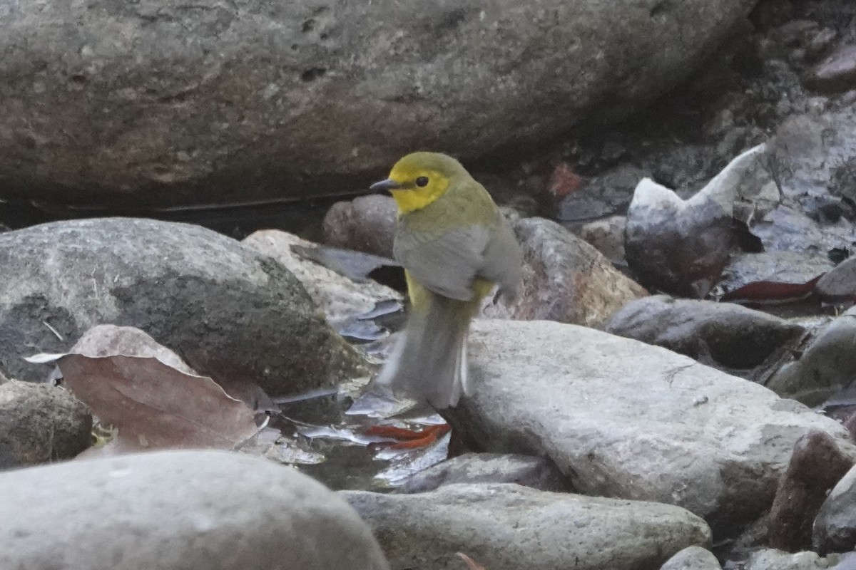 Hooded Warbler - ML634773178