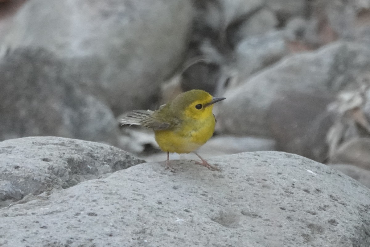Hooded Warbler - ML634773182