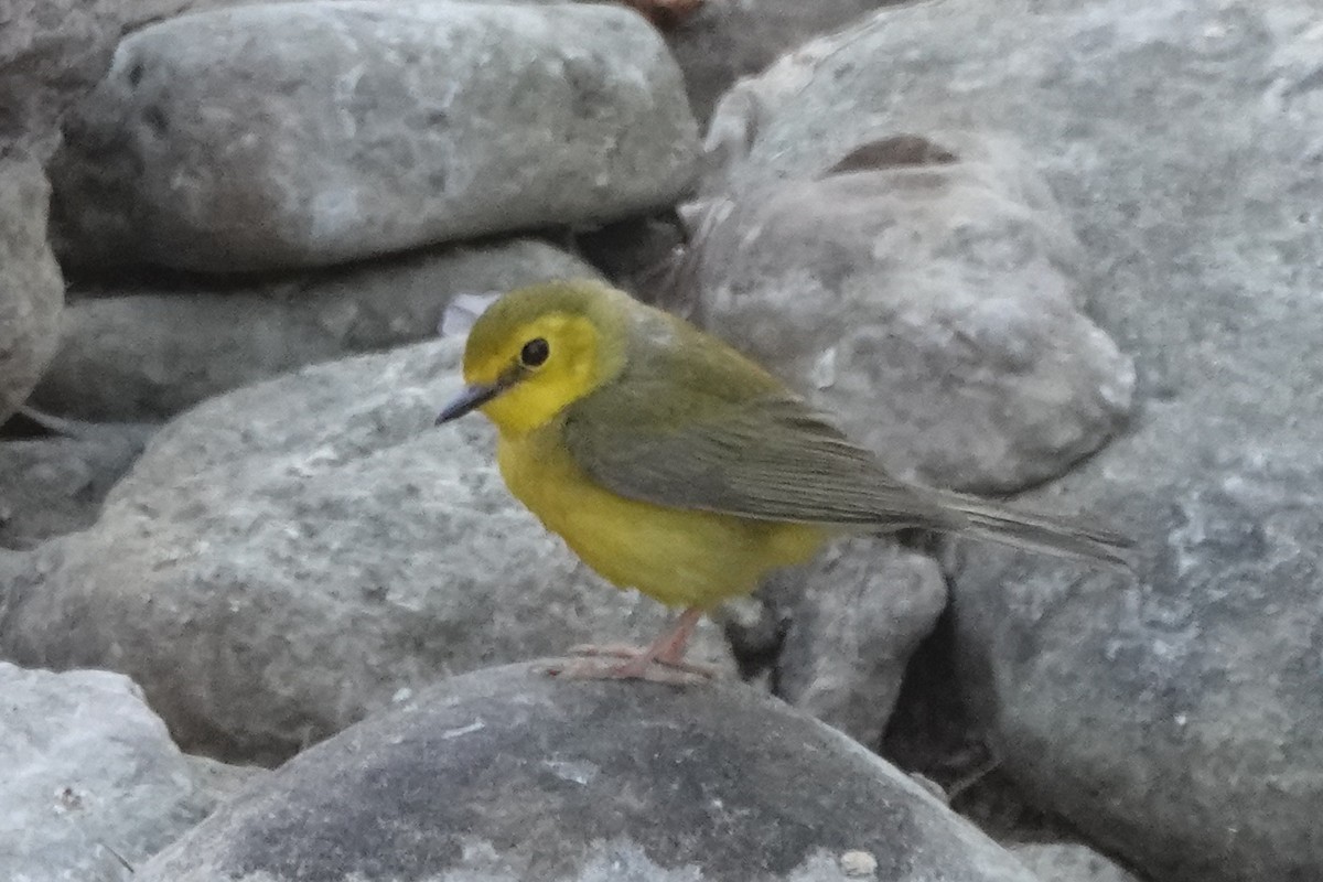 Hooded Warbler - ML634773192
