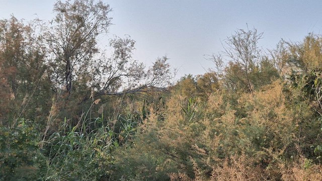 זמיר הירדן - ML634773310