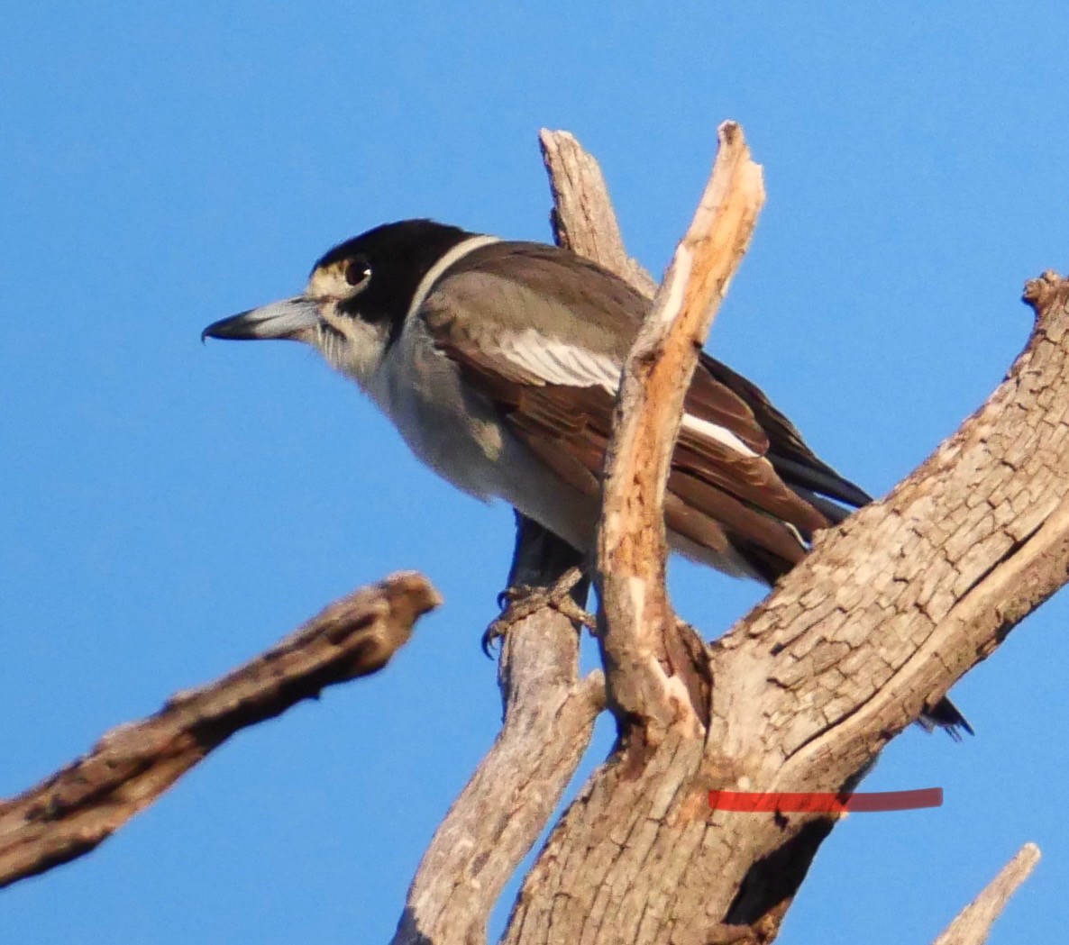 Gray Butcherbird - ML634773578