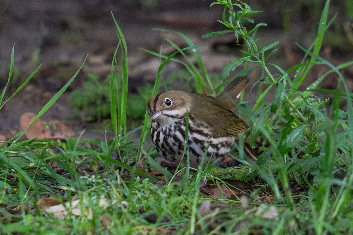 Ovenbird - ML634773702