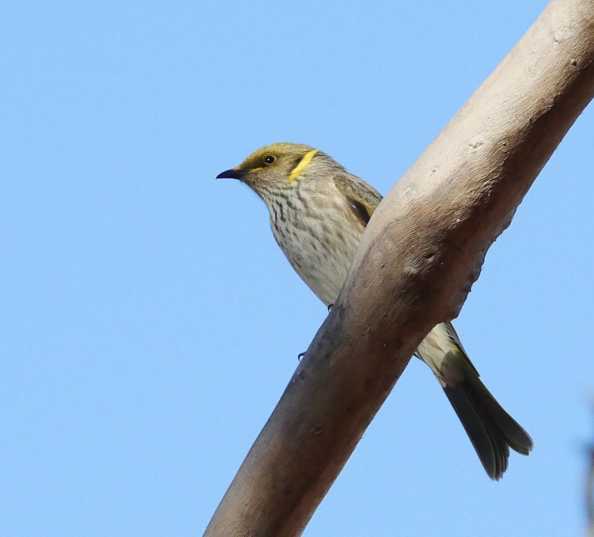 Yellow-plumed Honeyeater - ML634773724