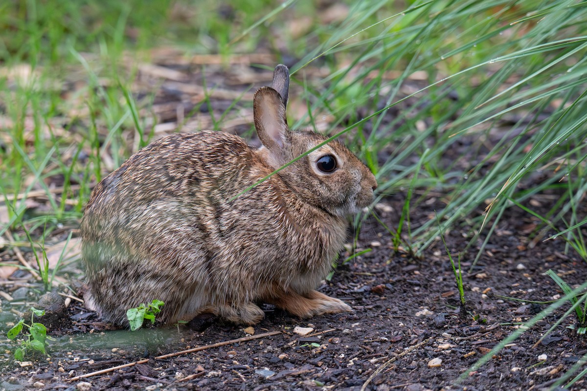 Cottontail Rabbits - ML634773761