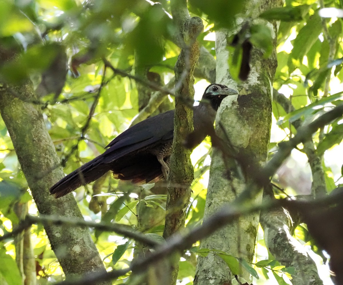 Bornean Ground-Cuckoo - ML634773762