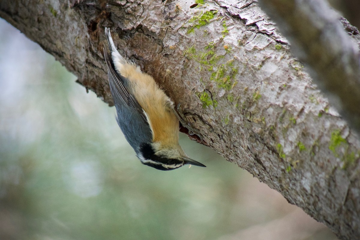 Red-breasted Nuthatch - ML634773864