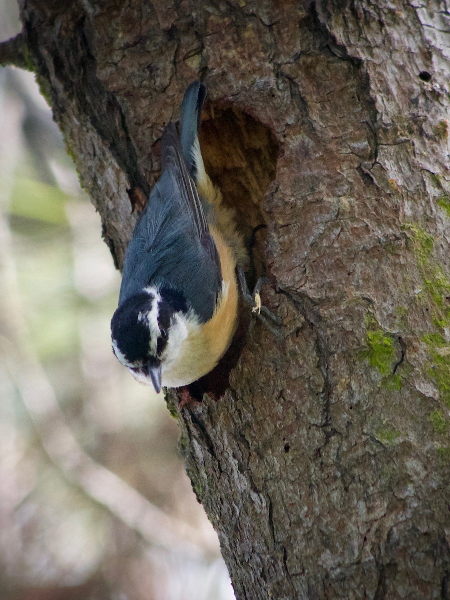 Red-breasted Nuthatch - ML634773890