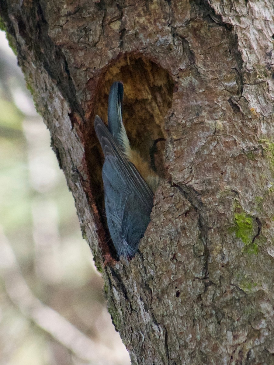 Red-breasted Nuthatch - ML634773906