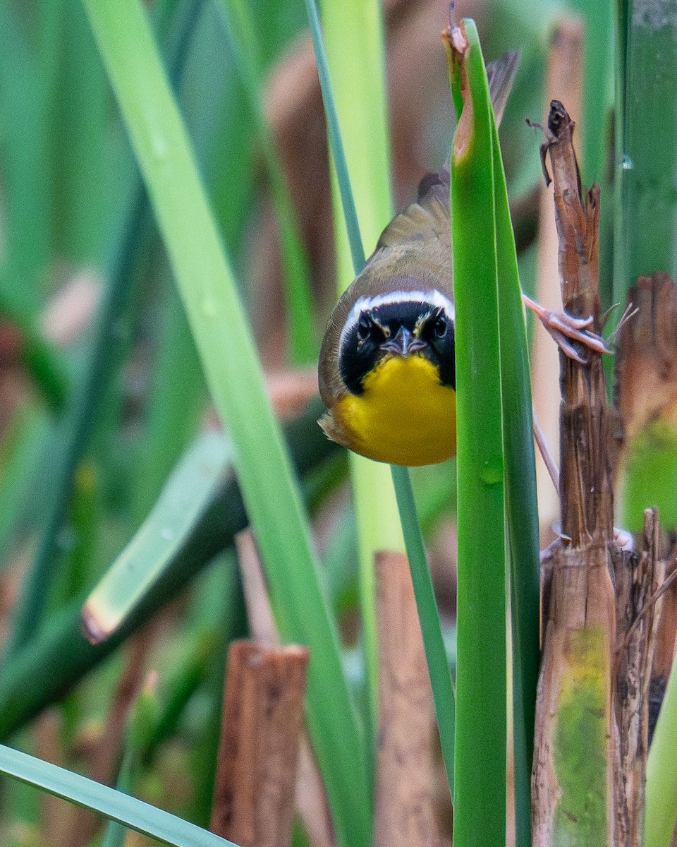 Common Yellowthroat - ML634773917