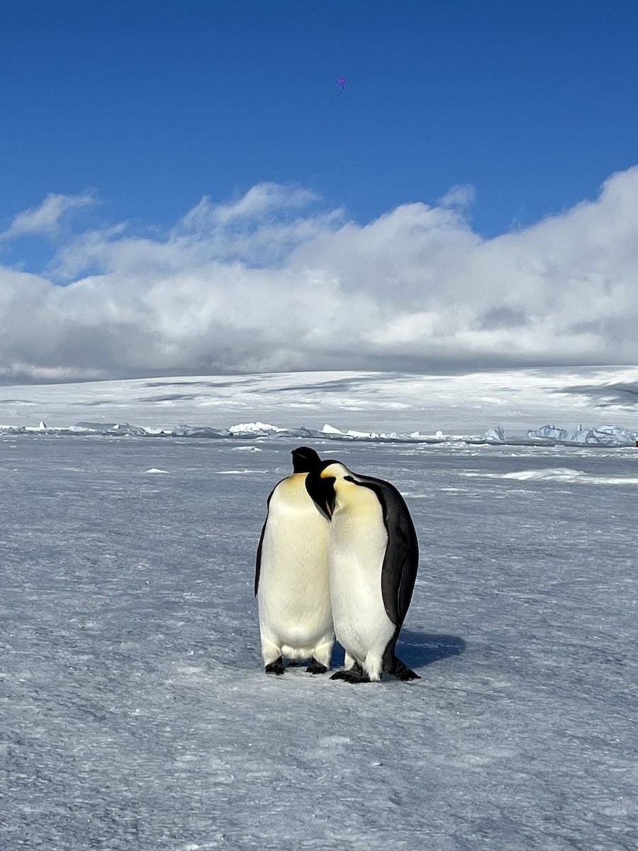 Emperor Penguin - ML634773953
