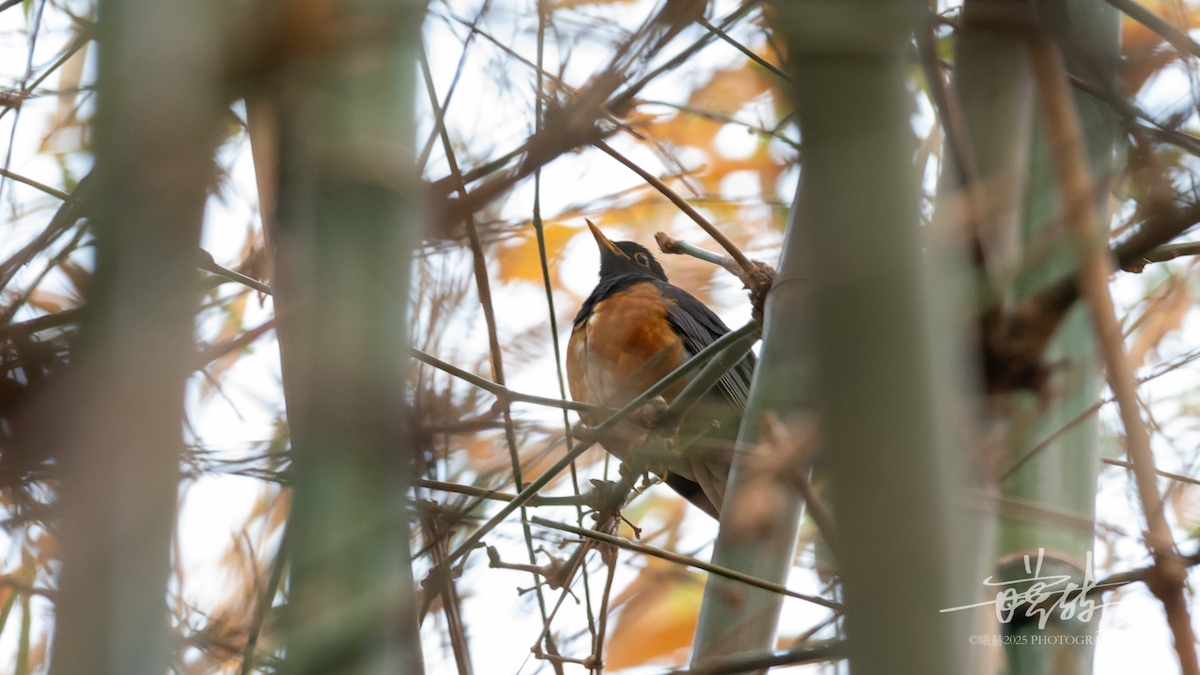 Black-breasted Thrush - ML634774004