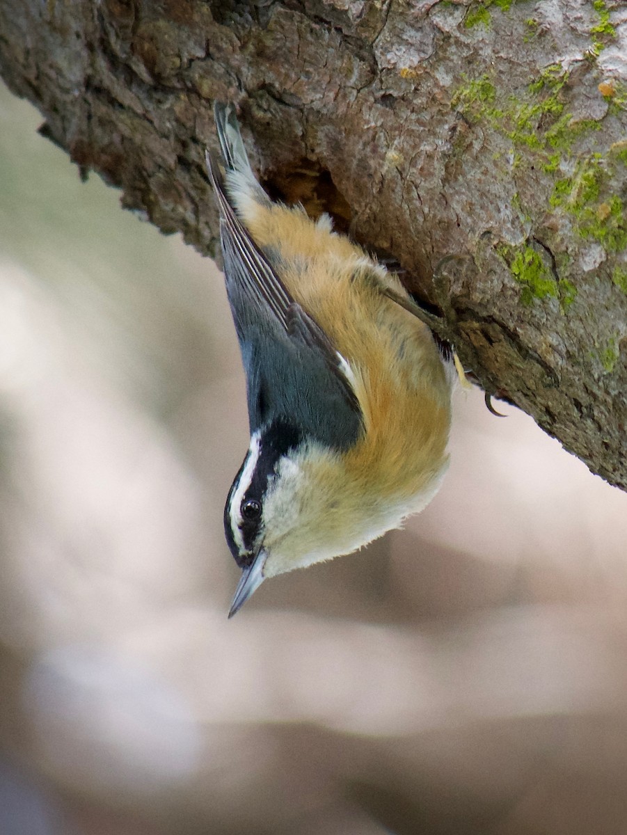Red-breasted Nuthatch - ML634774102