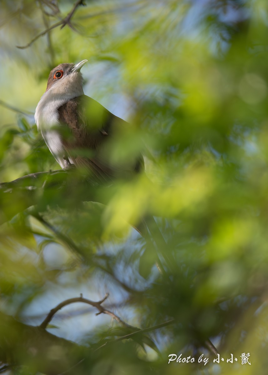 Black-billed Cuckoo - ML634774237
