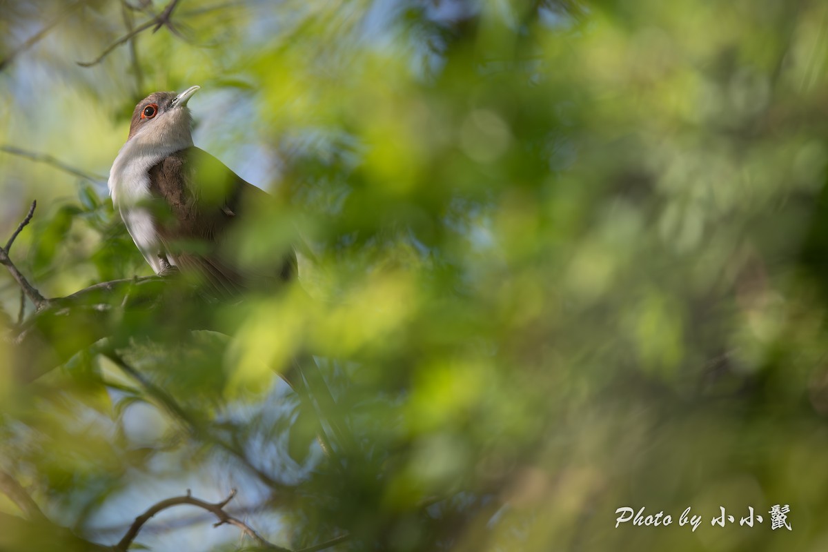 Black-billed Cuckoo - ML634774238