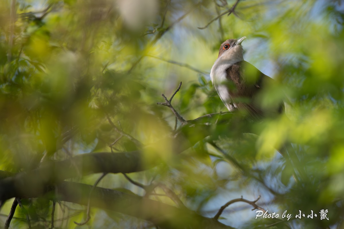 Black-billed Cuckoo - ML634774239