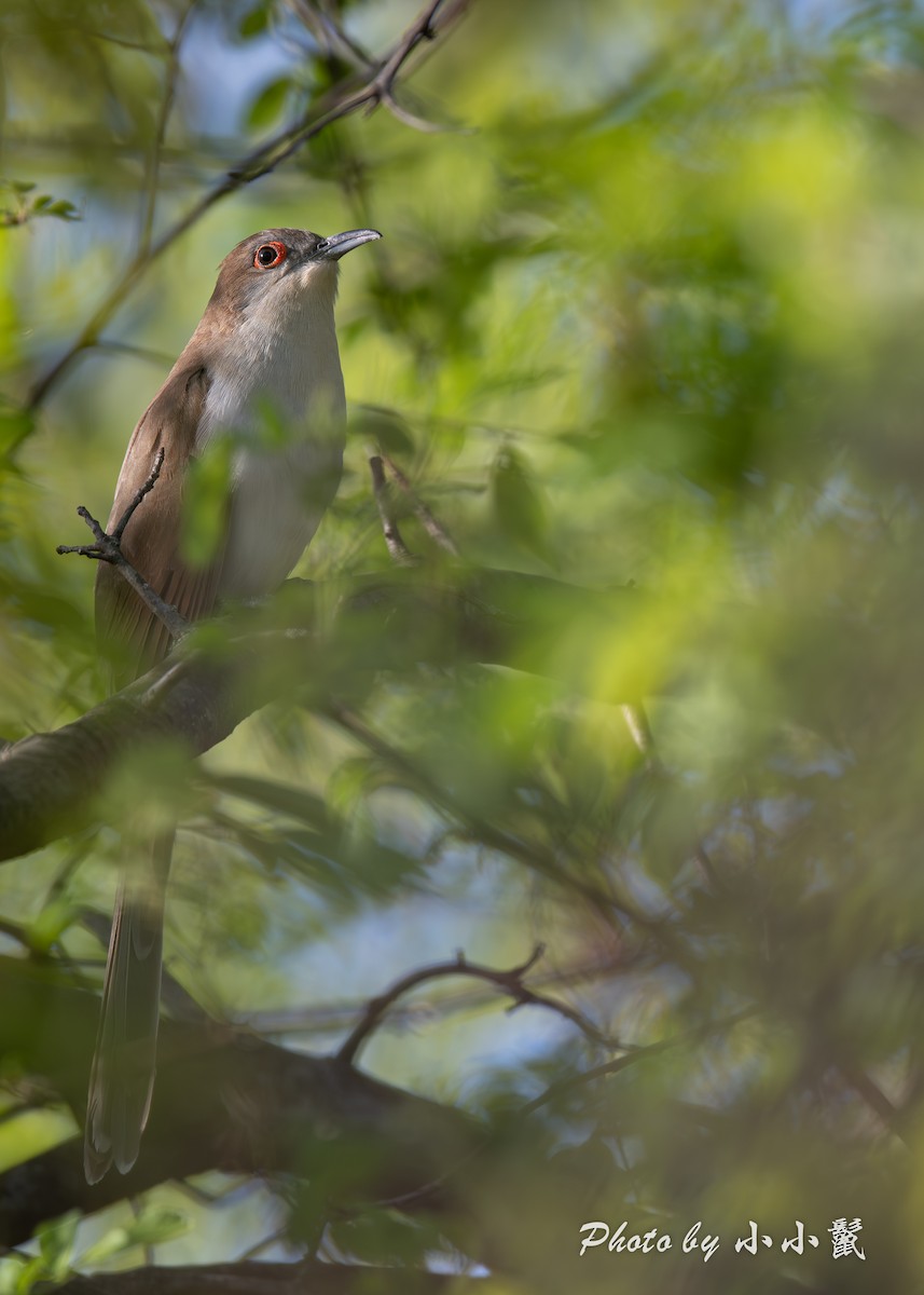Black-billed Cuckoo - ML634774240