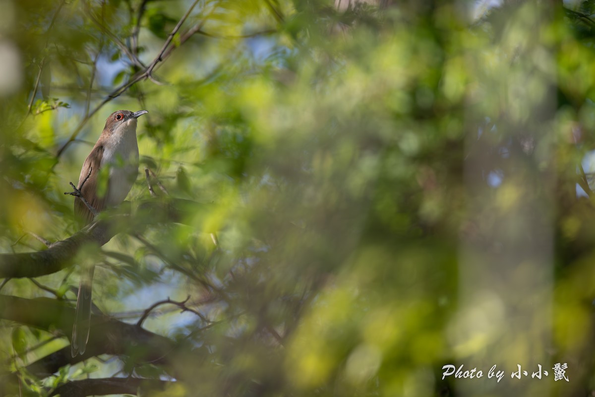 Black-billed Cuckoo - ML634774241