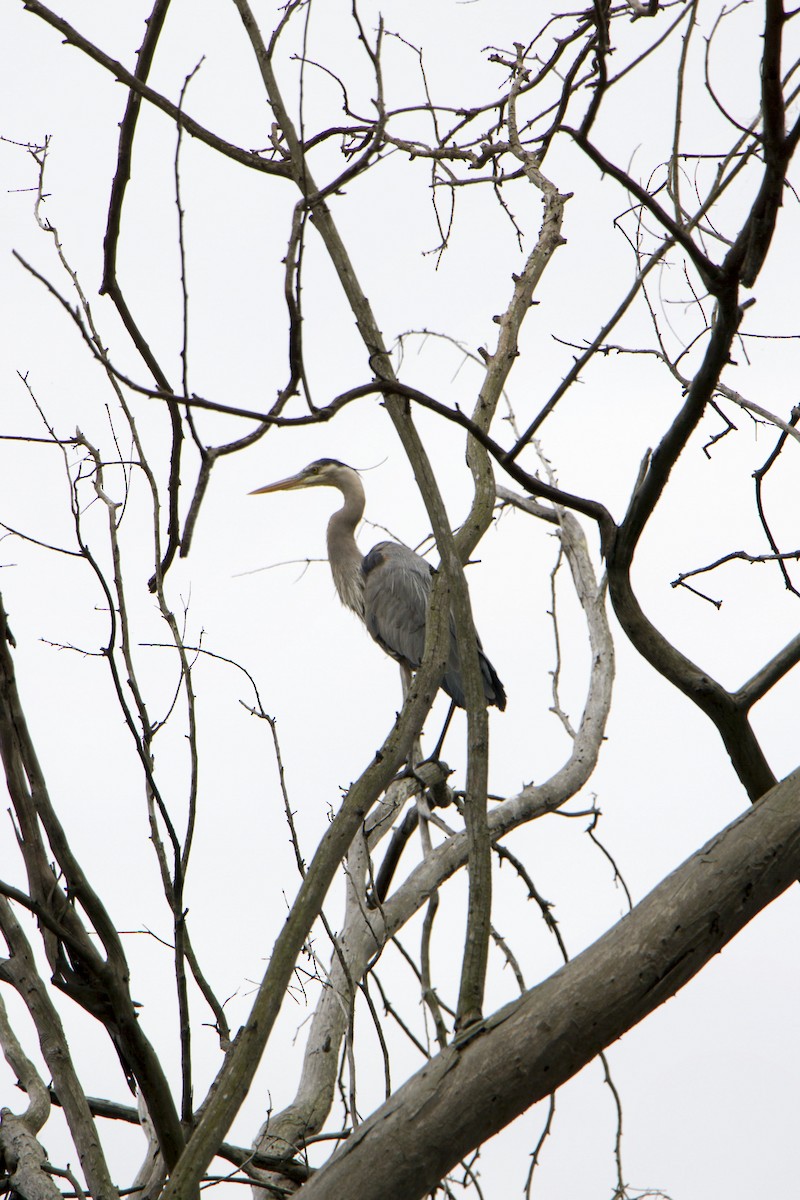 Great Blue Heron - ML634774275