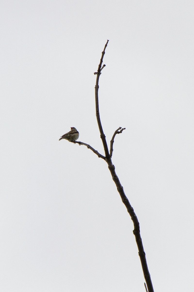 Pin-tailed Whydah - ML634774290