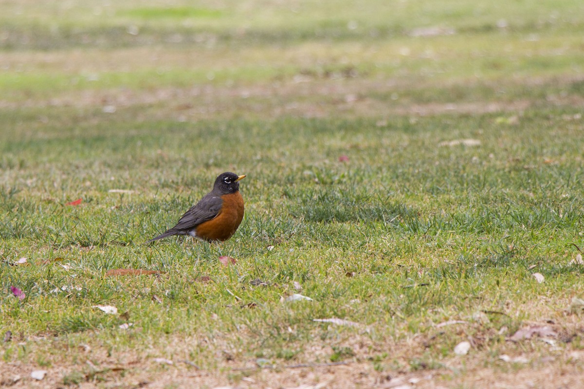 American Robin - ML634774295