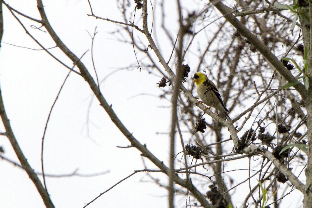 American Goldfinch - ML634774307