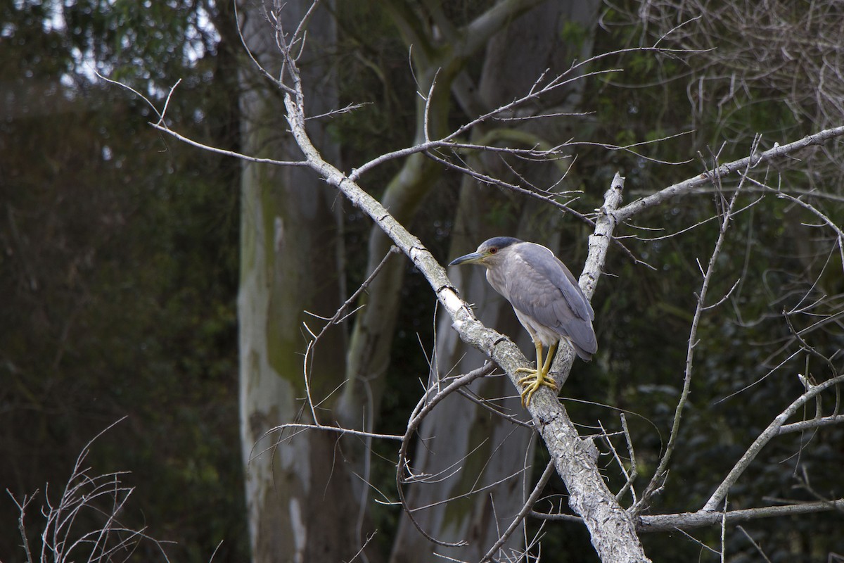 Black-crowned Night Heron - ML634774338