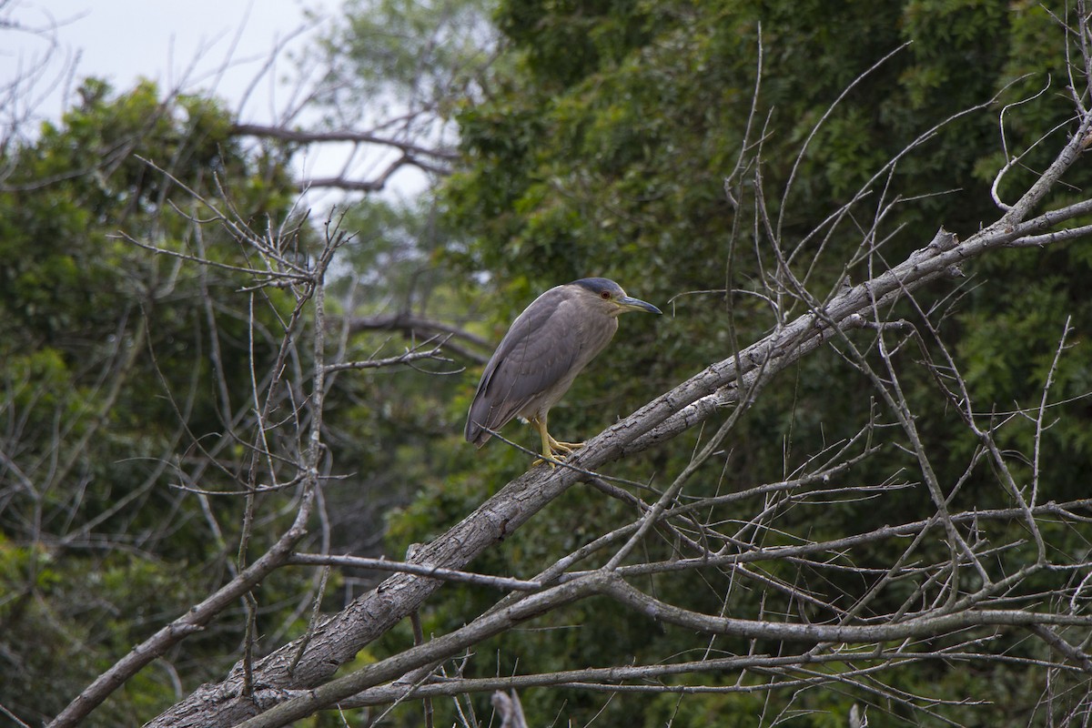Black-crowned Night Heron - ML634774339