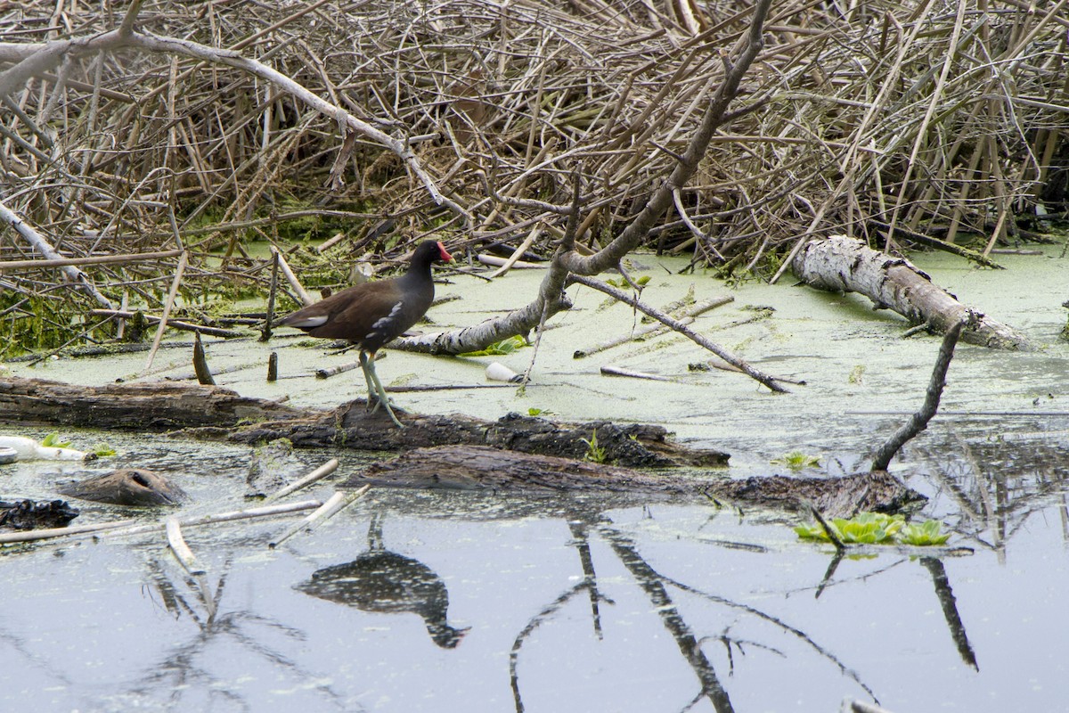 Common Gallinule - ML634774352
