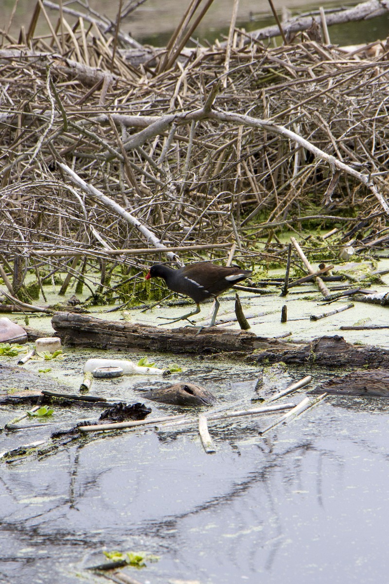 Common Gallinule - ML634774353