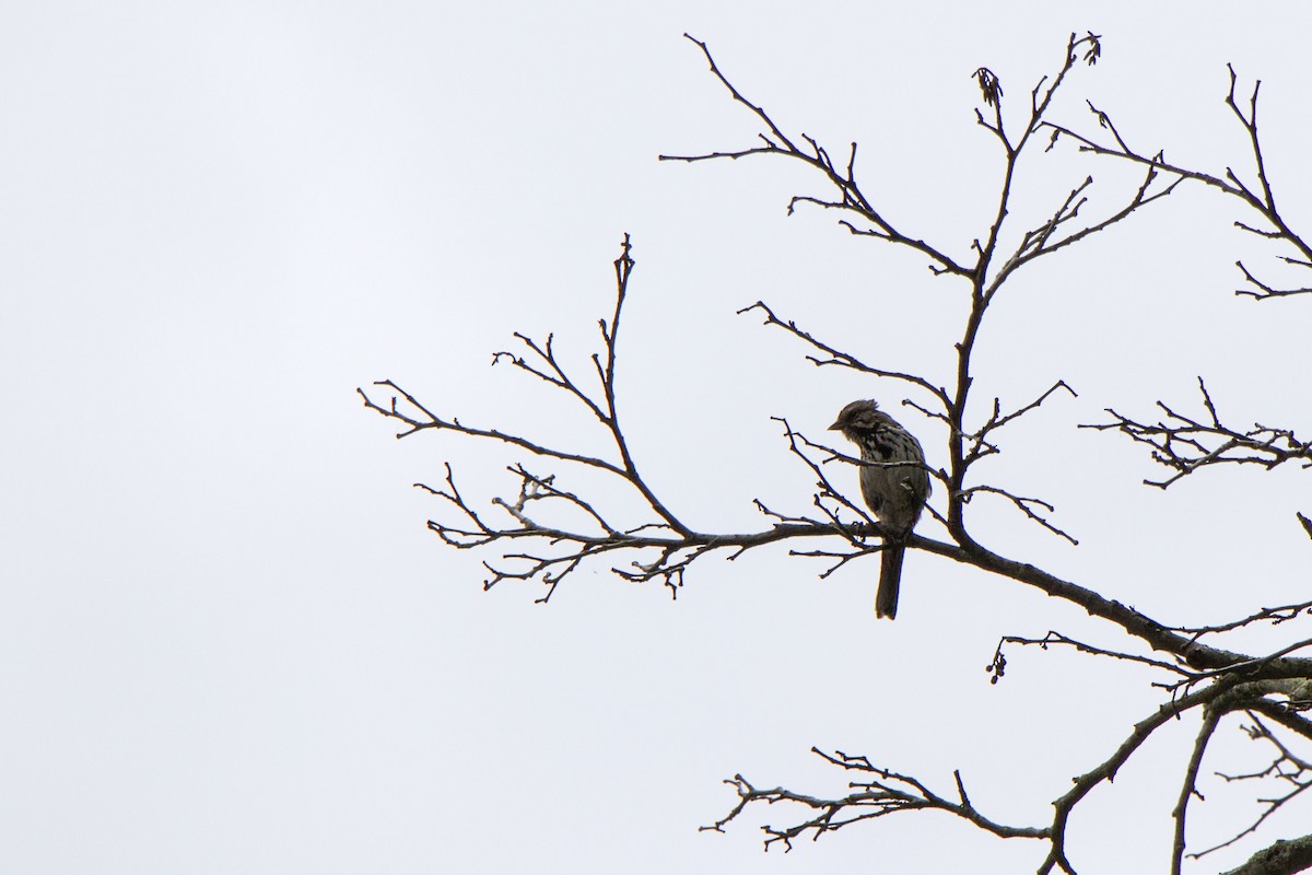 Song Sparrow - ML634774364