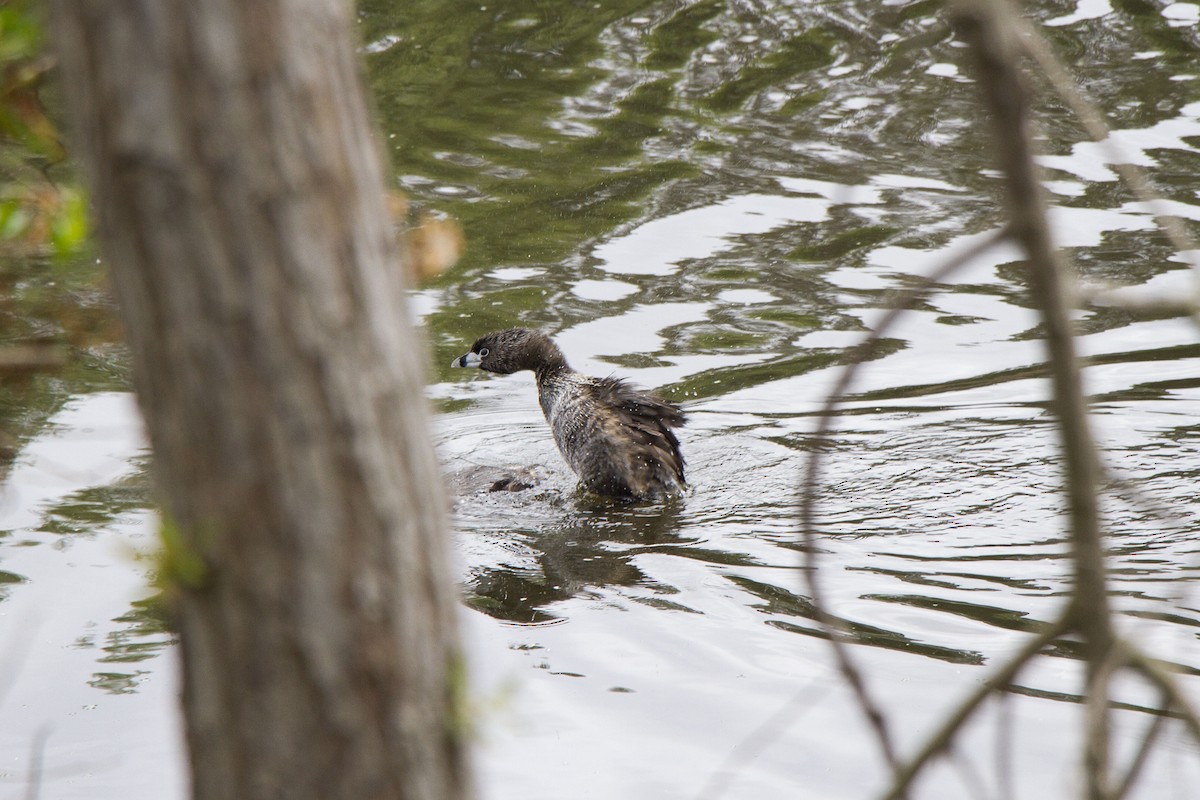 Pied-billed Grebe - ML634774374