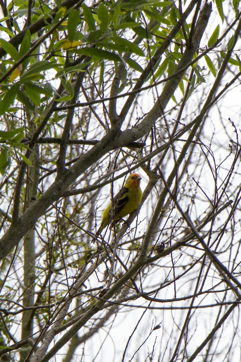 Western Tanager - ML634774386