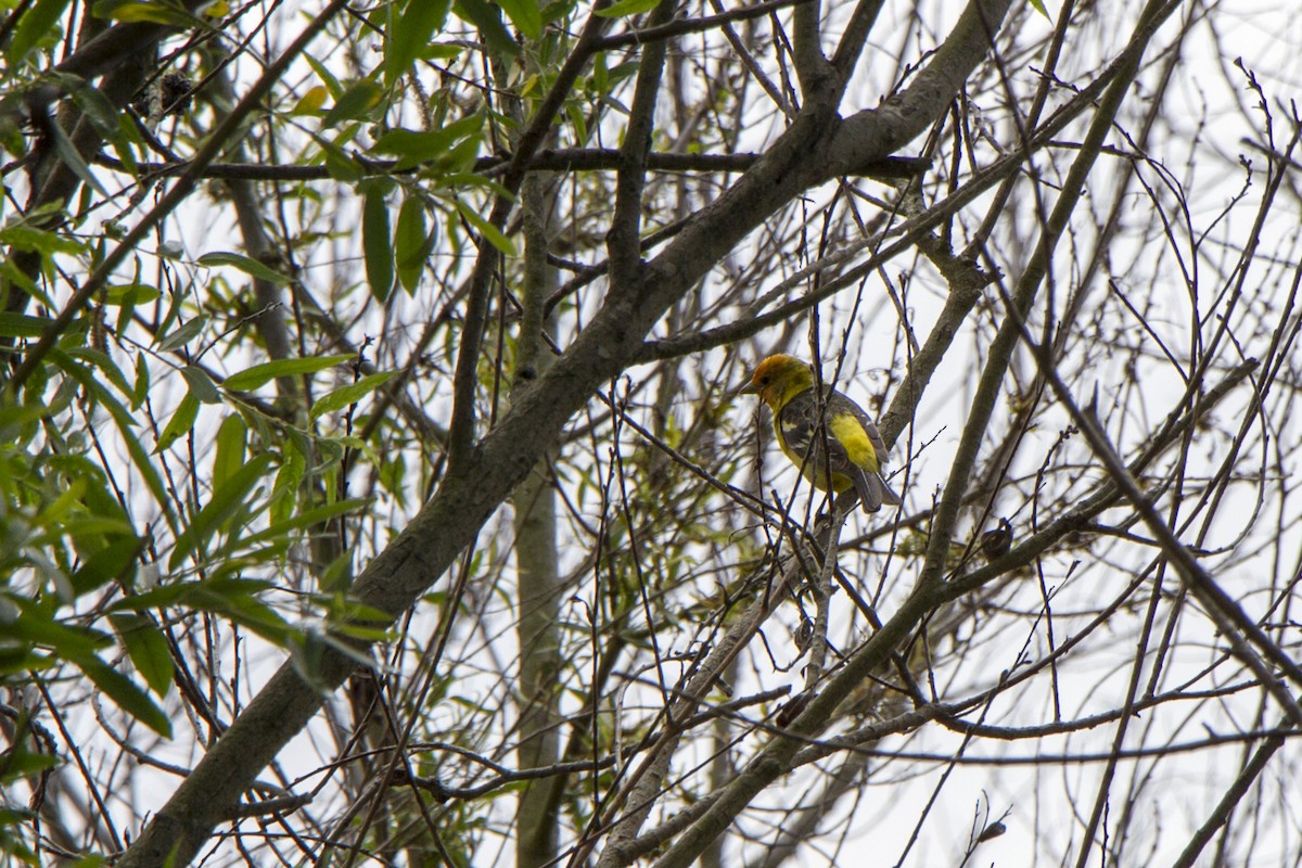 Western Tanager - ML634774387