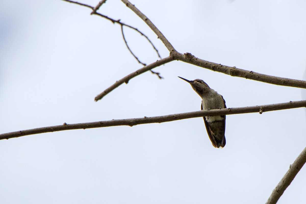 Anna's Hummingbird - ML634774401