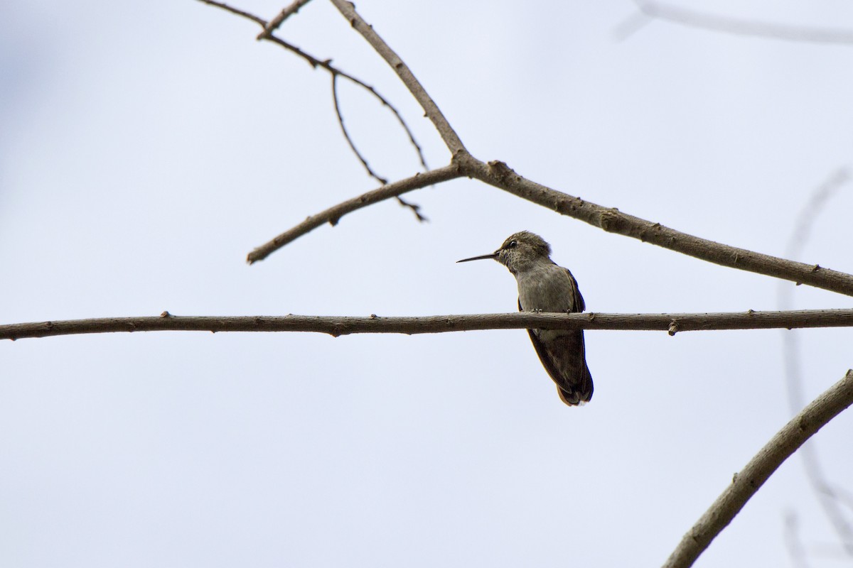 Anna's Hummingbird - ML634774402