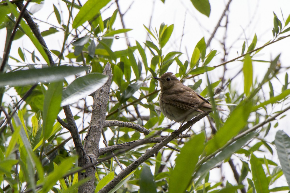 Swainson's Thrush - ML634774411