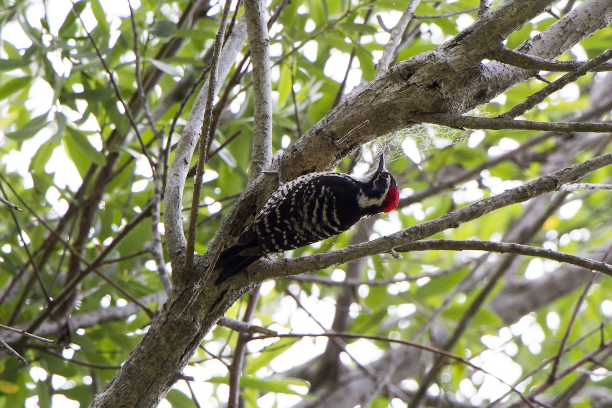 Nuttall's Woodpecker - ML634774415