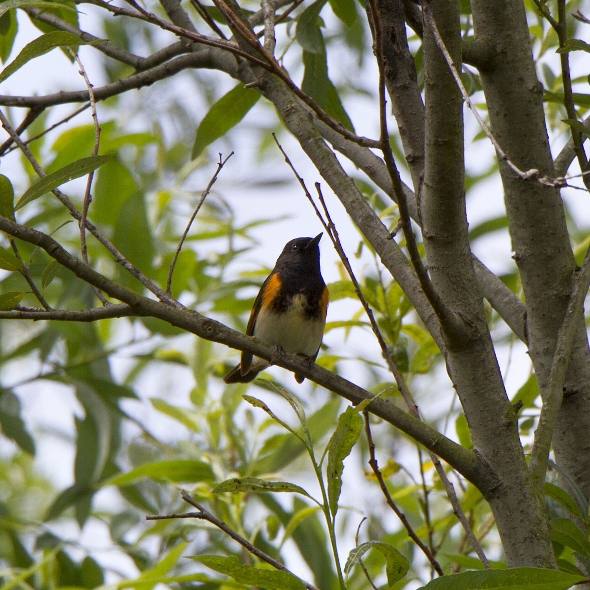 American Redstart - ML634774421