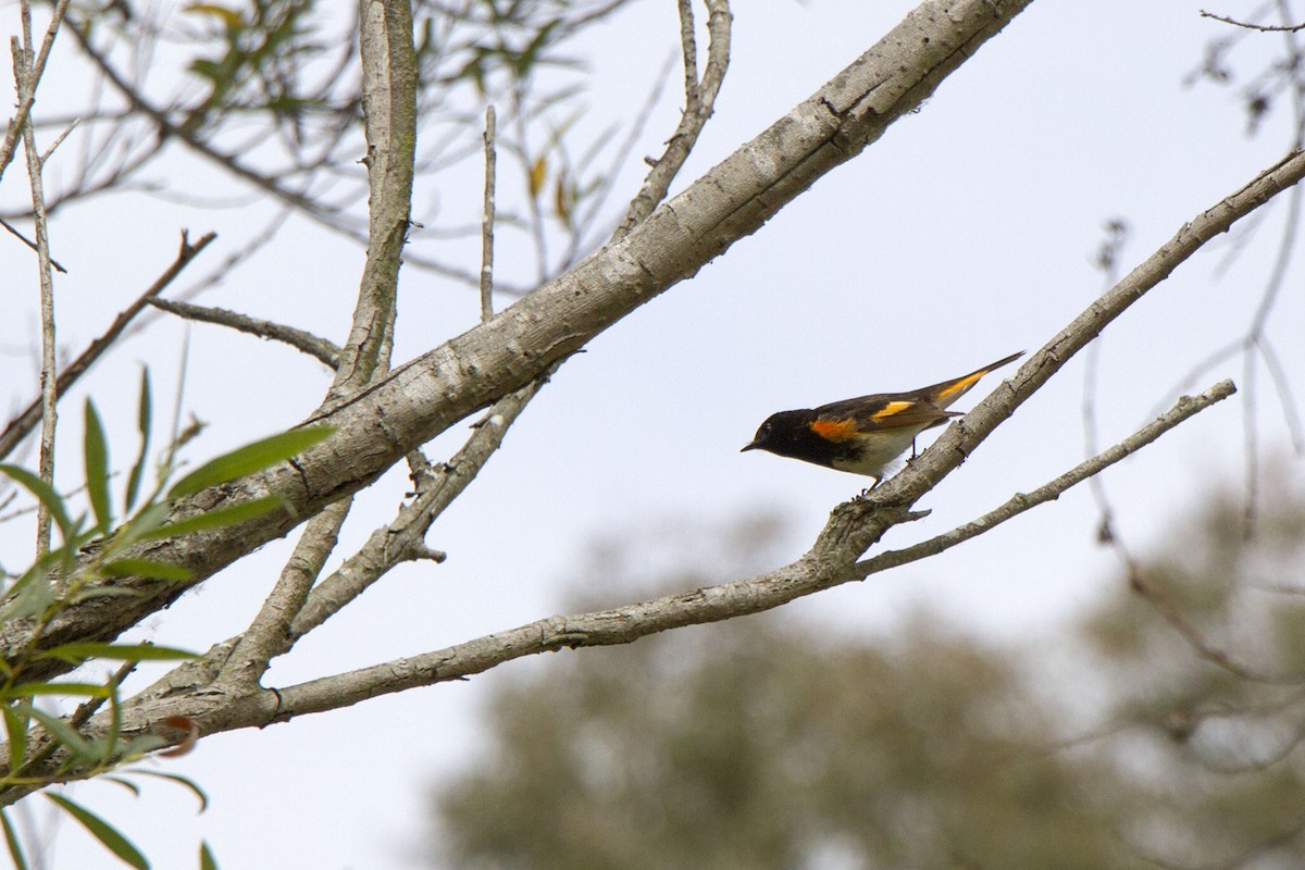 American Redstart - ML634774422