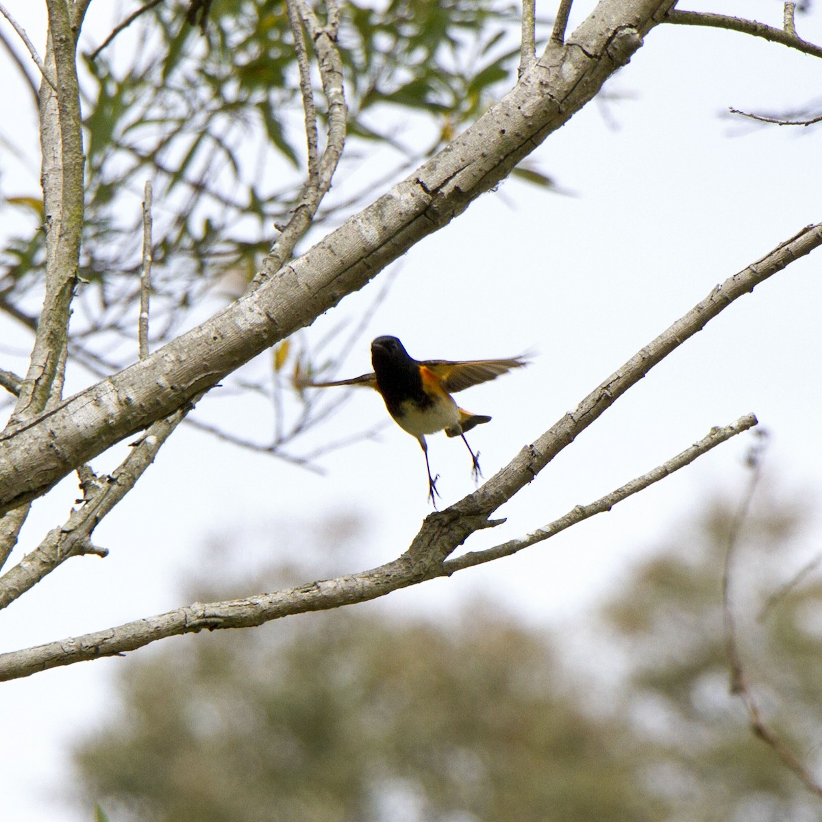 American Redstart - ML634774425