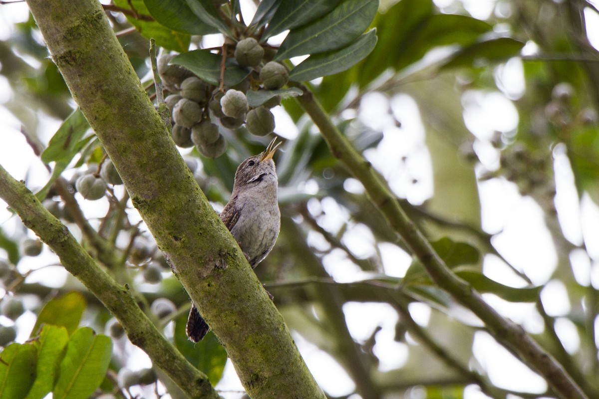 Northern House Wren - ML634774439