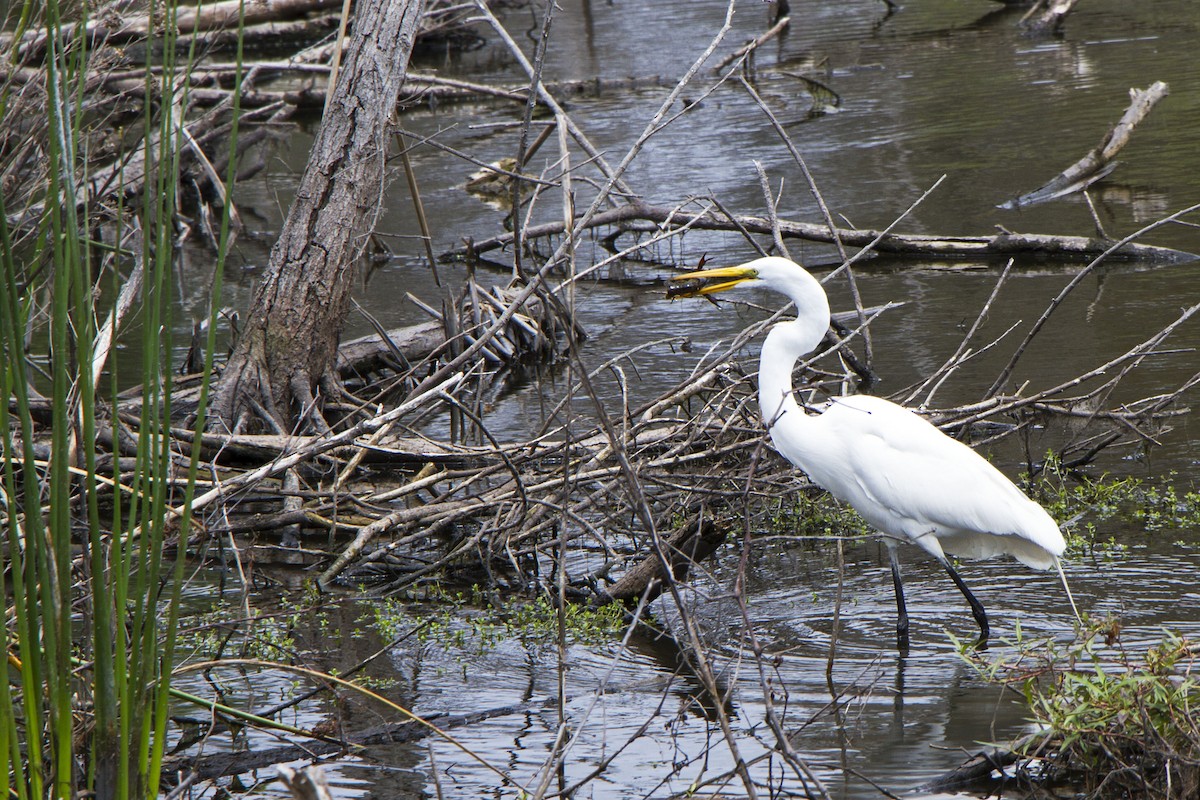 Great Egret - ML634774452
