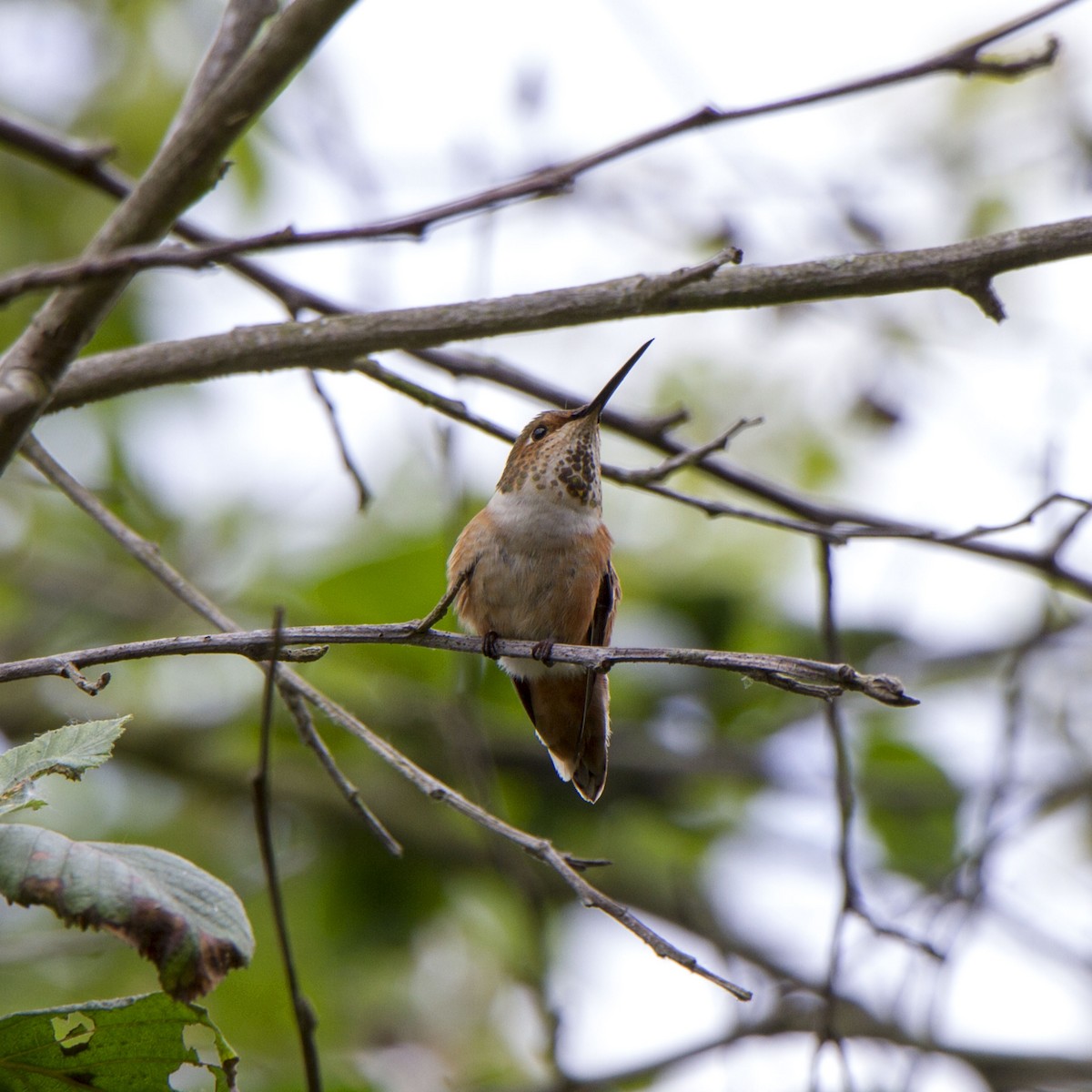 Allen's Hummingbird - ML634774462