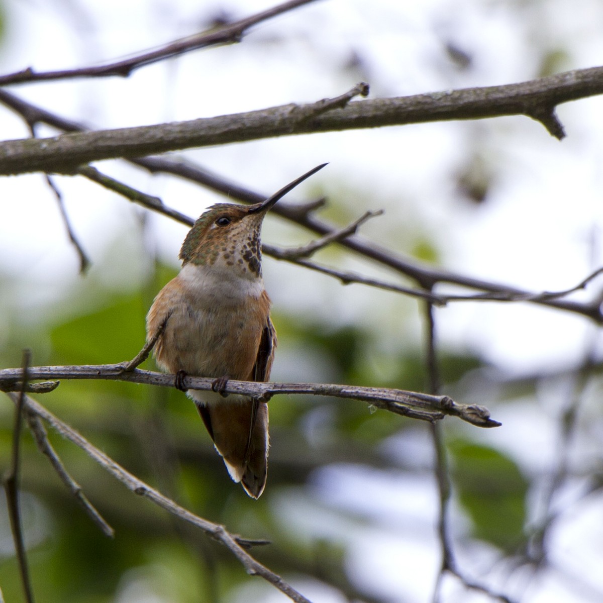 Allen's Hummingbird - ML634774463