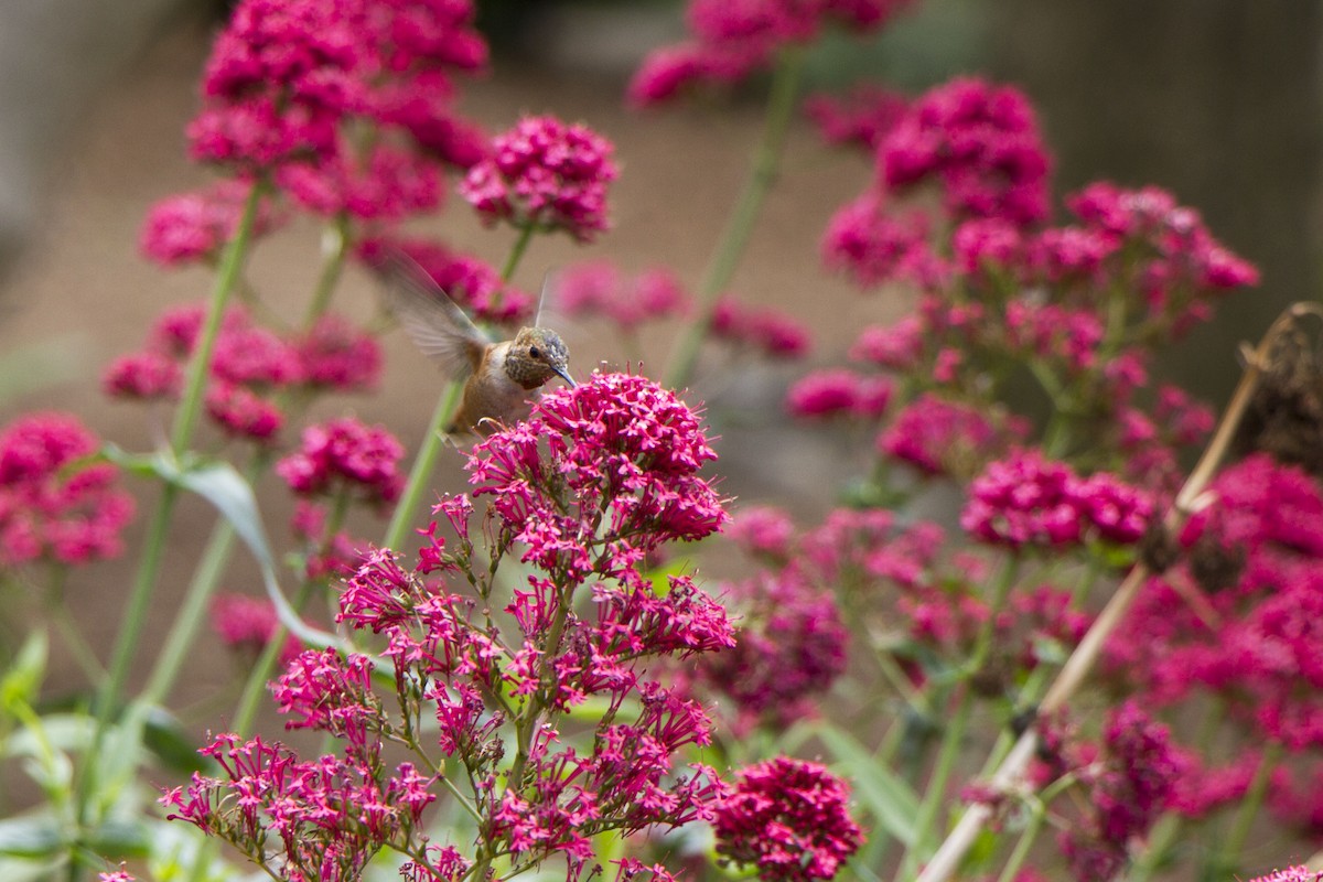 Allen's Hummingbird - ML634774464