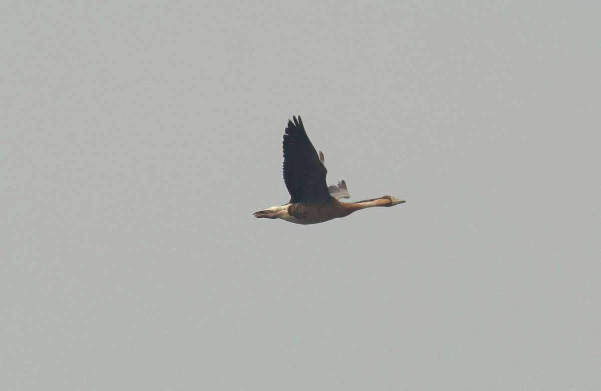 Swan Goose - ML634774505